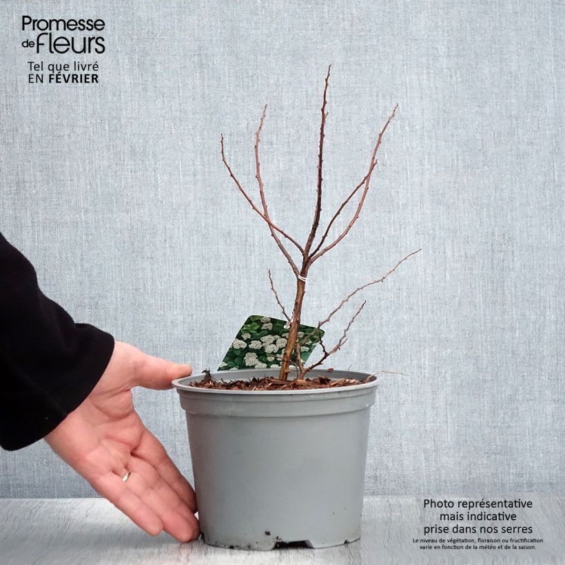 Spirea betulifolia Island Vaso da 2L/3L esemplare consegnato in inverno
