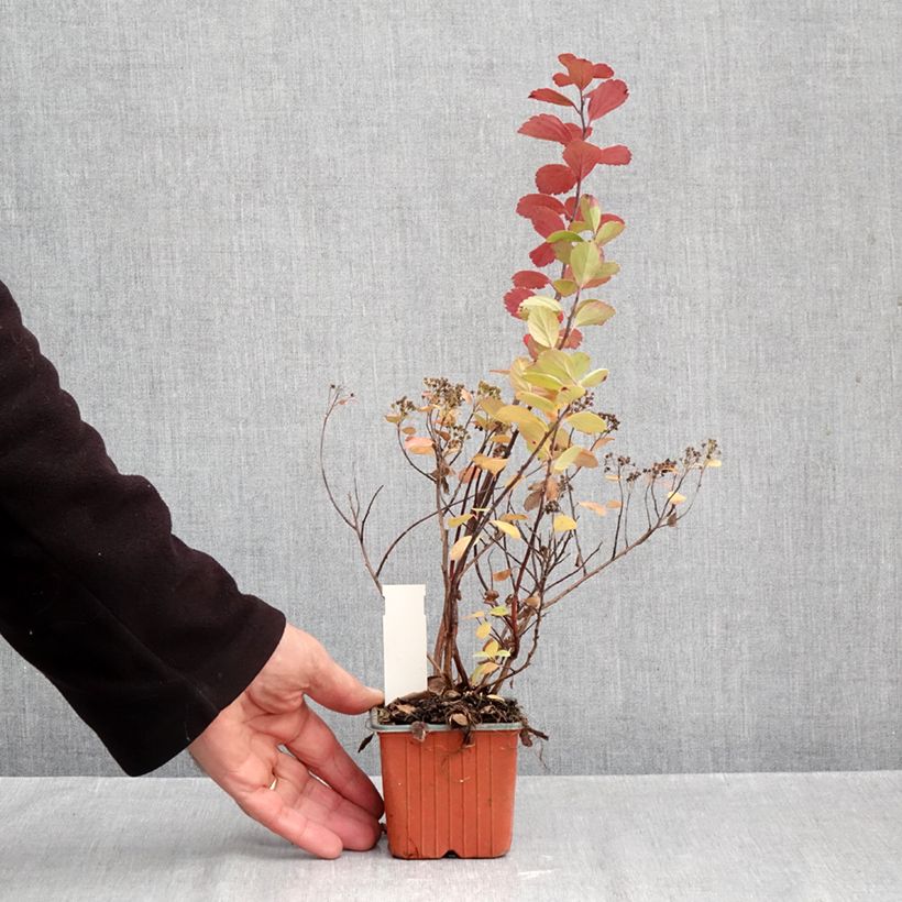 Esemplare di Spirea betulifolia Island Vasetto da 8/9 cm come consegnato in autunno