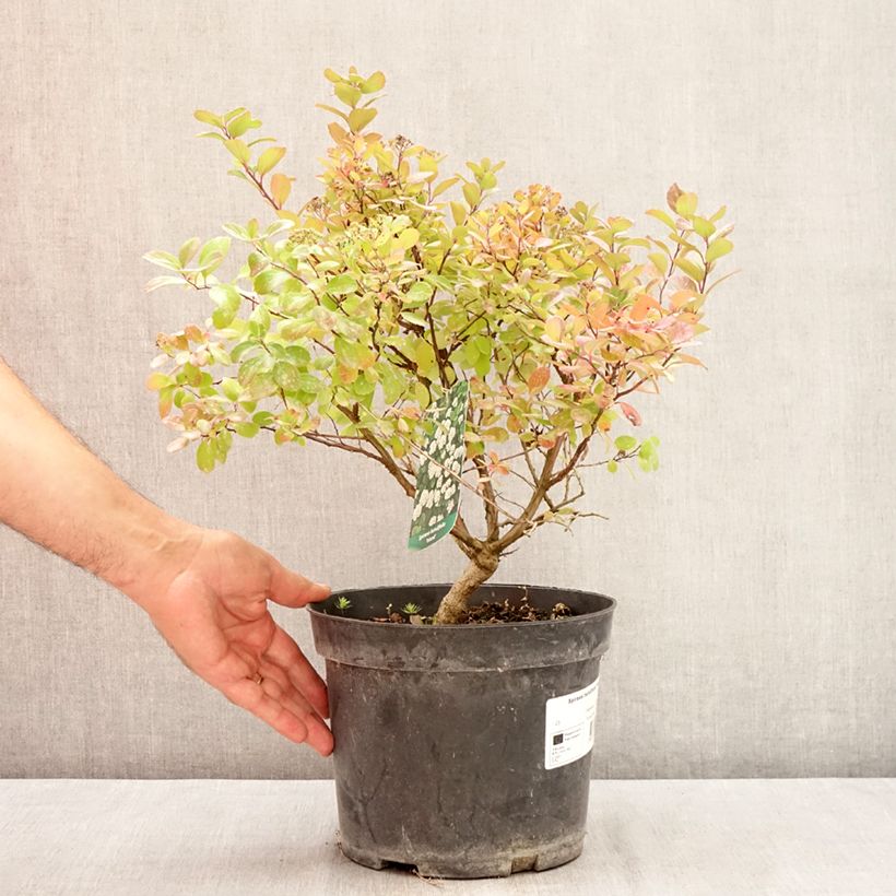 Esemplare di Spirea betulifolia Island Vaso da 2L/3L consegnato in estate