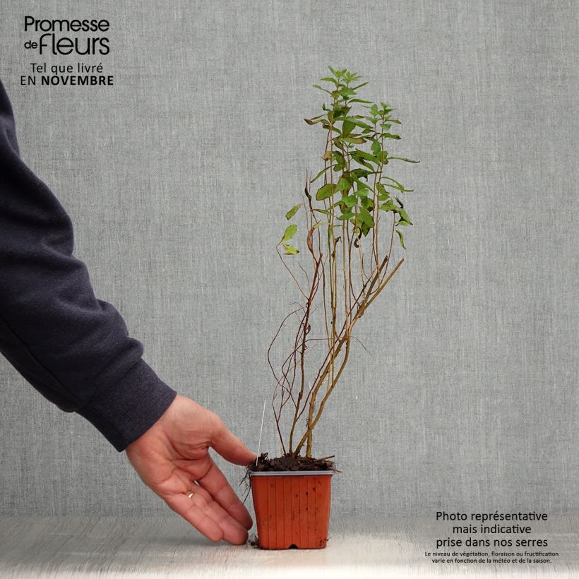 Esemplare di Spirea billiardii Vasetto da 8/9 cm come consegnato in autunno