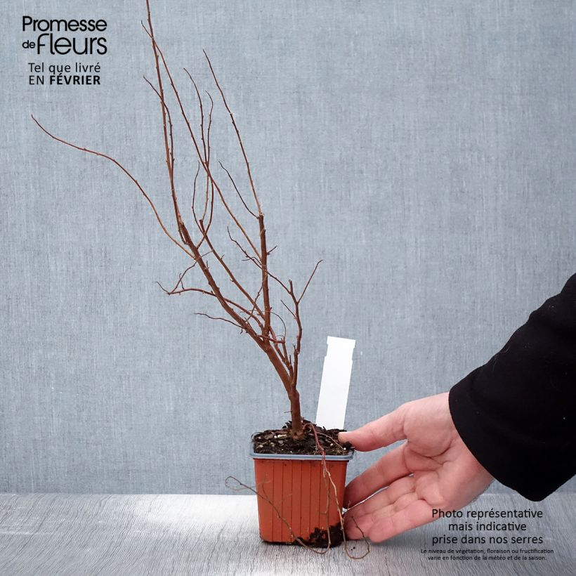 Spirea billiardii Vasetto da 8/9 cm esemplare consegnato in inverno