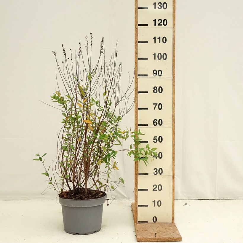 Esemplare di Spirea billiardii Vaso da 7,5L/10L come consegnato in autunno