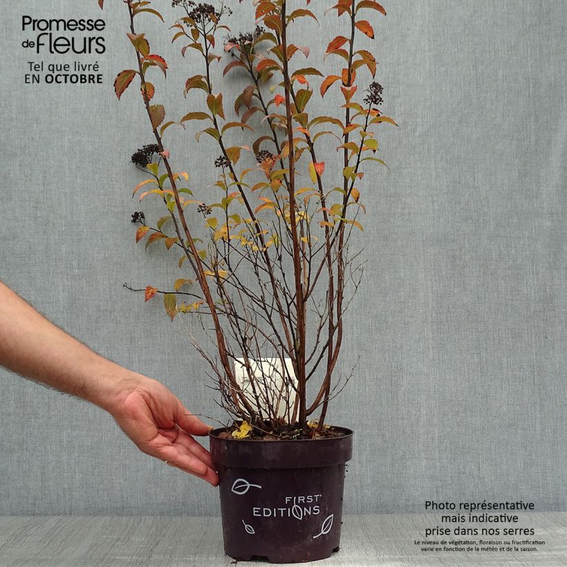 Esemplare di Spirea bumalda Superstar Vaso da 3L/4L come consegnato in autunno