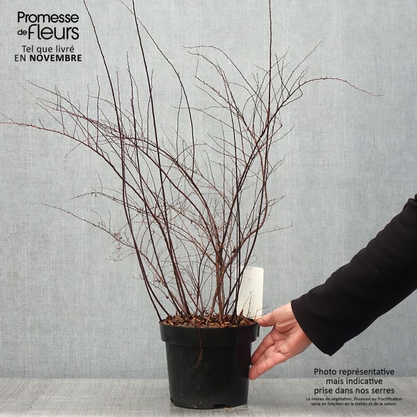 Esemplare di Spirea cinerea Graciosa Vaso da 2L/3L come consegnato in autunno