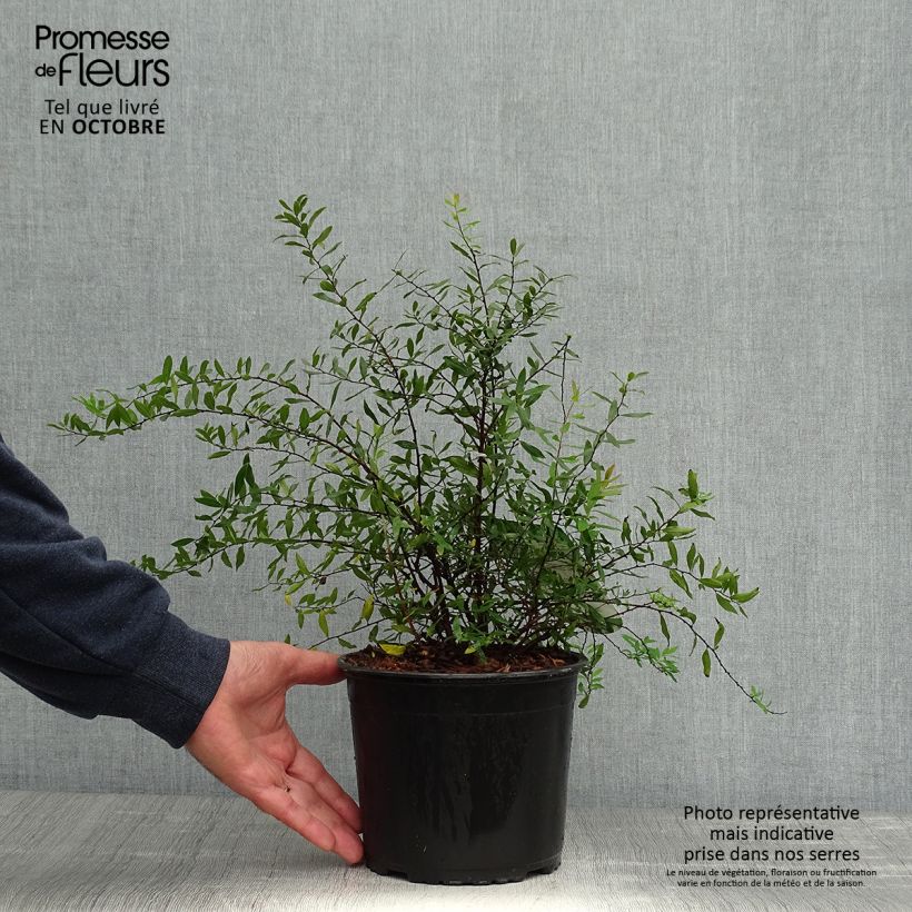 Esemplare di Spirea cinerea Grefsheim Vaso da 3L/4L come consegnato in autunno