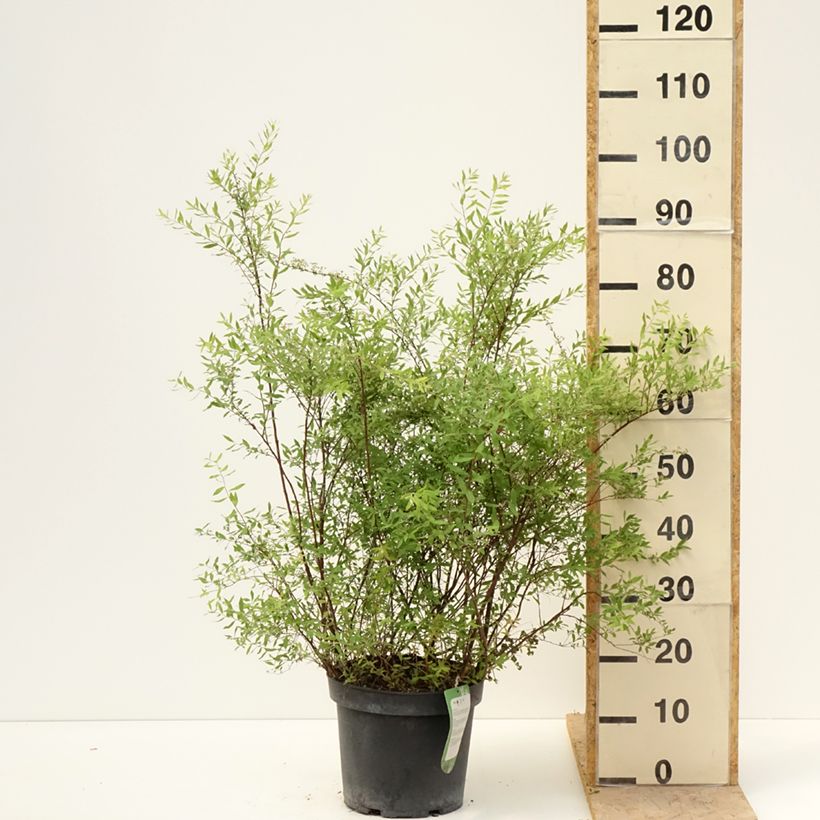 Spirea cinerea Grefsheim Vaso da 7,5L/10L esemplare consegnato in primavera