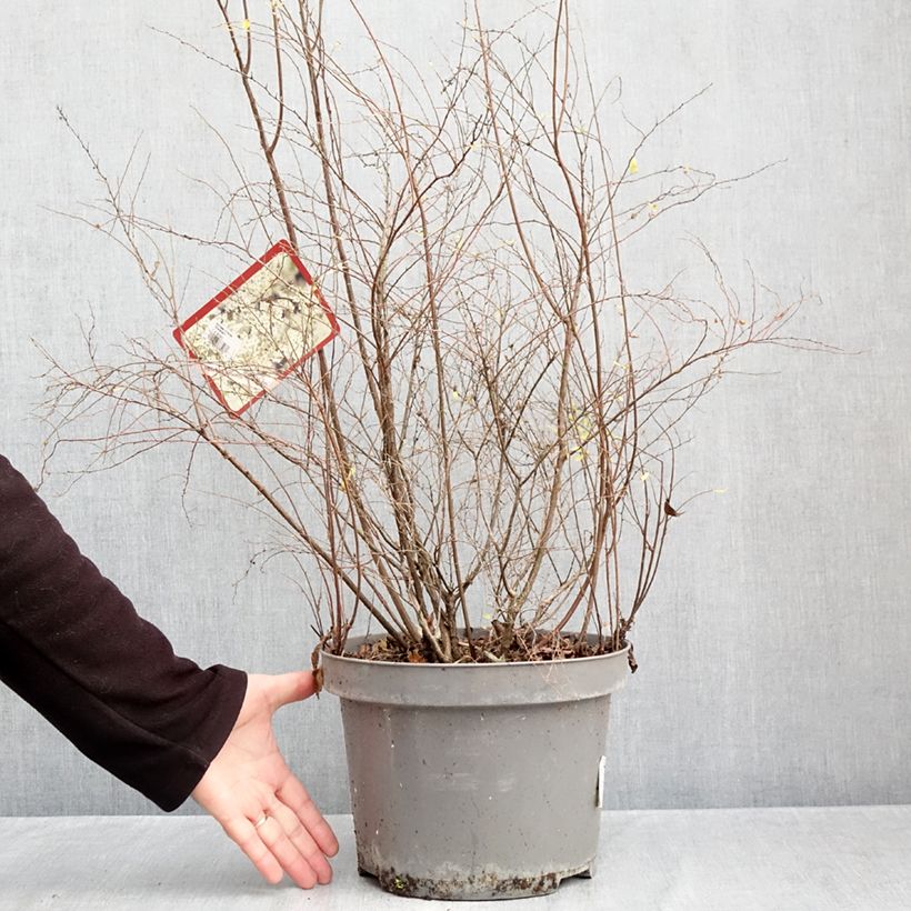Esemplare di Spirea cinerea Grefsheim Vaso da 7,5L/10L come consegnato in autunno
