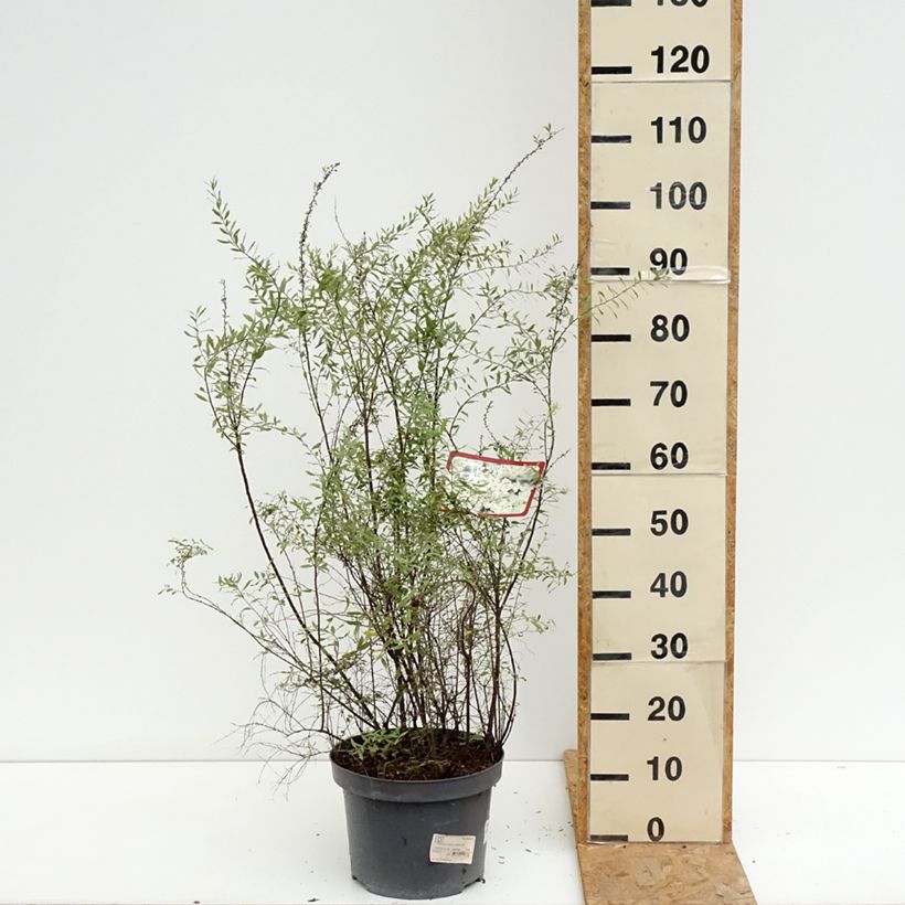 Esemplare di Spirea cinerea Grefsheim Vaso da 7,5L/10L consegnato in estate