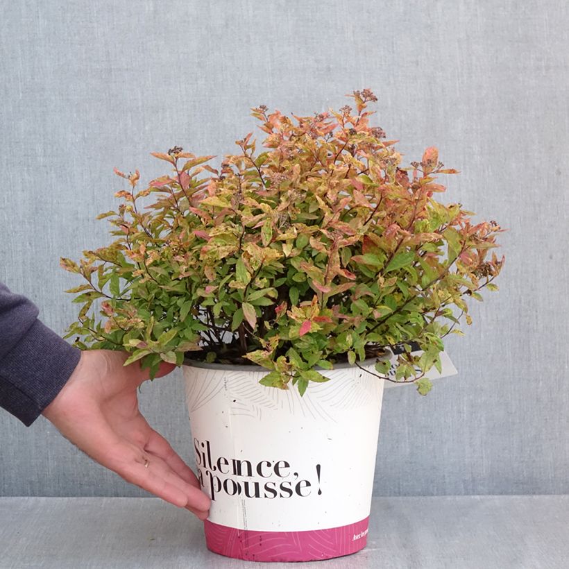 Esemplare di Spirea japonica Little Flame - Spirea del Giappone Vaso da 2L/3L come consegnato in autunno