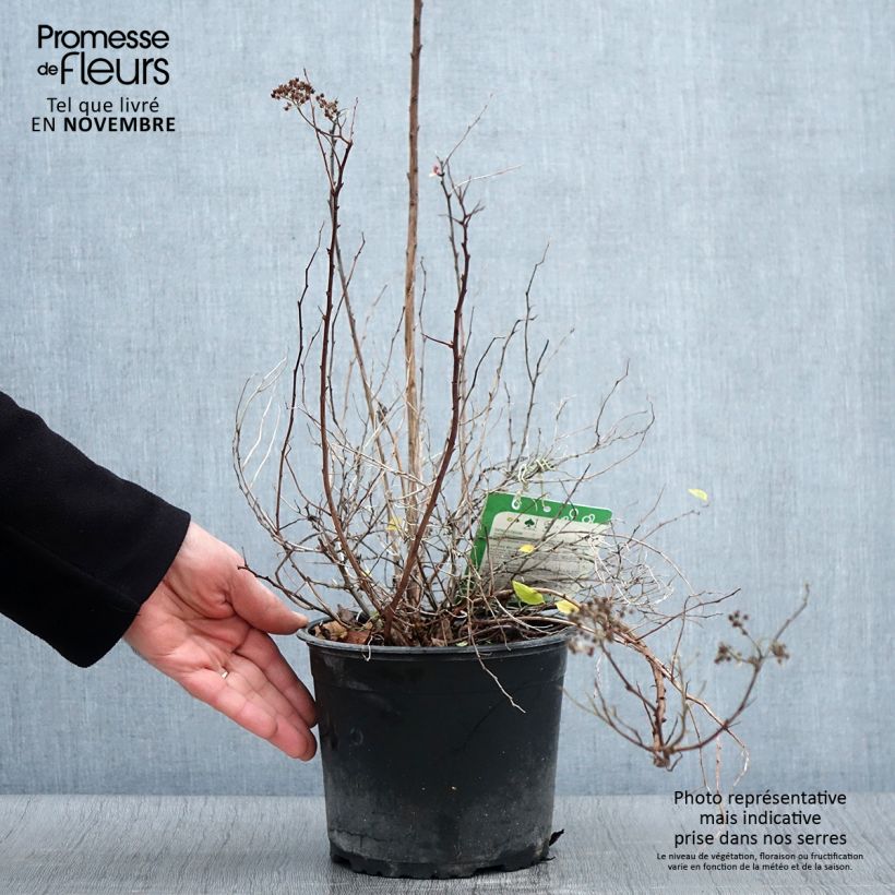Esemplare di Spirea japonica Merlo Green - Spirea del Giappone Vaso da 2L/3L come consegnato in autunno