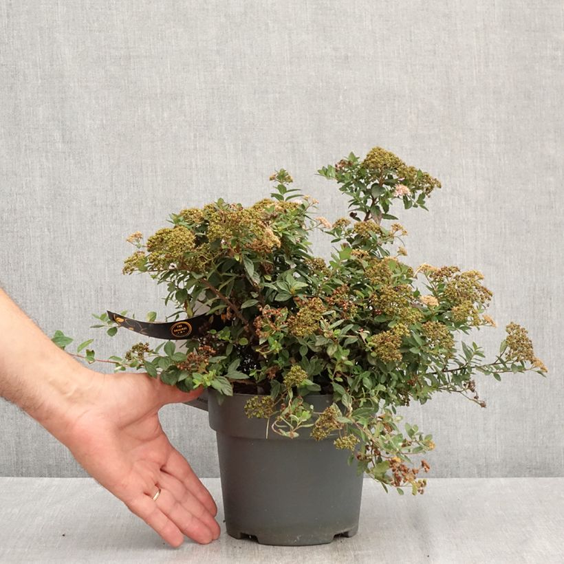 Esemplare di Spirea japonica Odessa - Spirea del Giappone Vaso da 2L/3L consegnato in estate