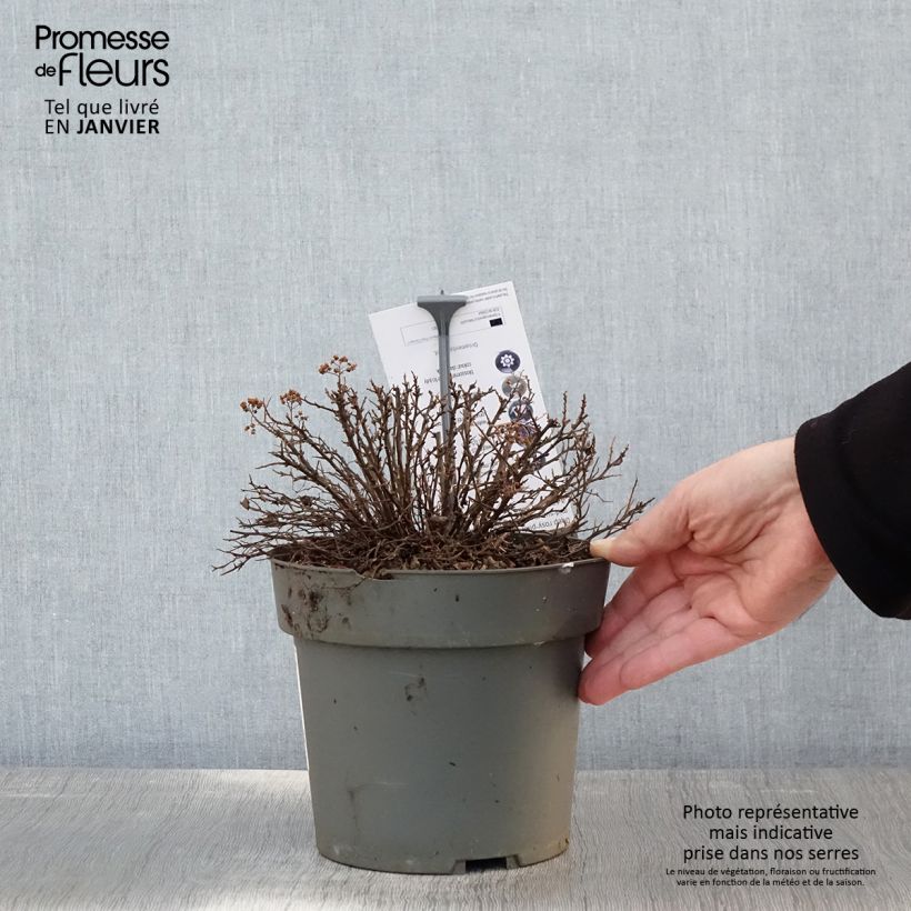 Spirea japonica Odessa - Spirea del Giappone Vaso da 2L/3L esemplare consegnato in inverno