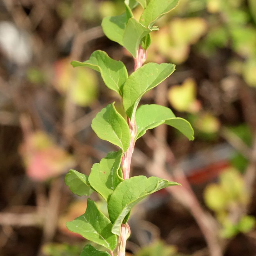 Spirea nipponica June Bride (Fogliame)