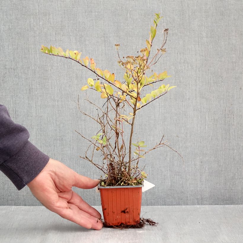 Esemplare di Spirea nipponica June Bride Vasetto da 8/9 cm come consegnato in autunno