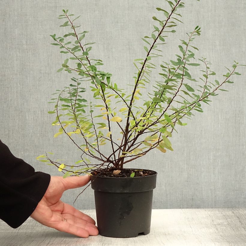 Esemplare di Spirea nipponica Snowmound Vaso da 1L/1,5L come consegnato in autunno