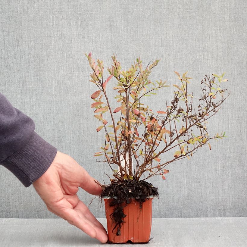 Esemplare di Spirea nipponica Snowmound Vasetto da 8/9 cm come consegnato in autunno