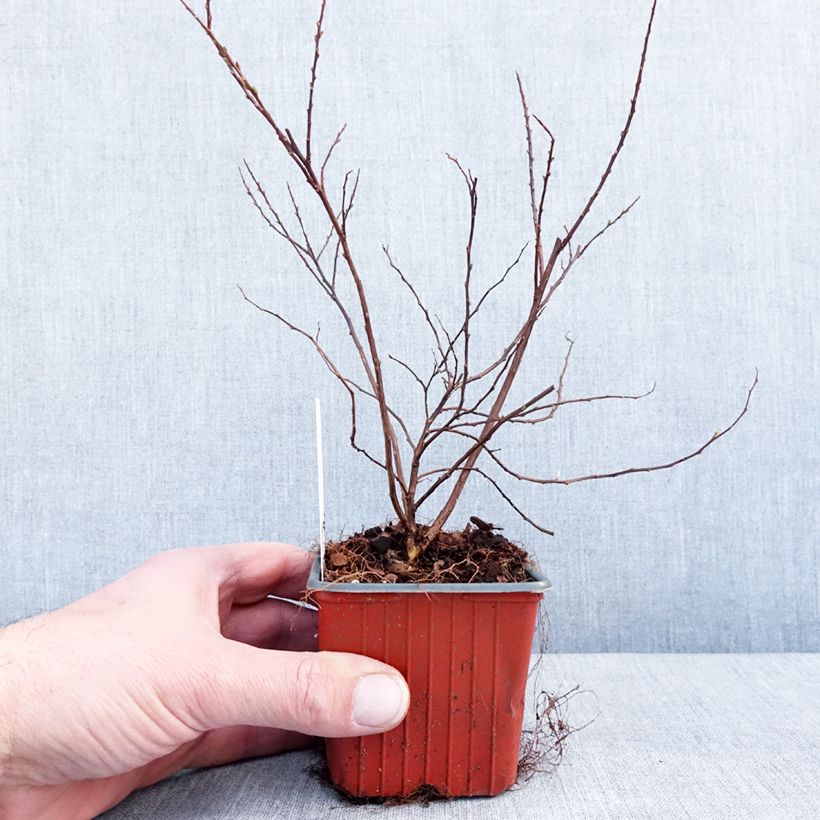 Spirea nipponica Snowmound Vasetto da 8/9 cm esemplare consegnato in inverno