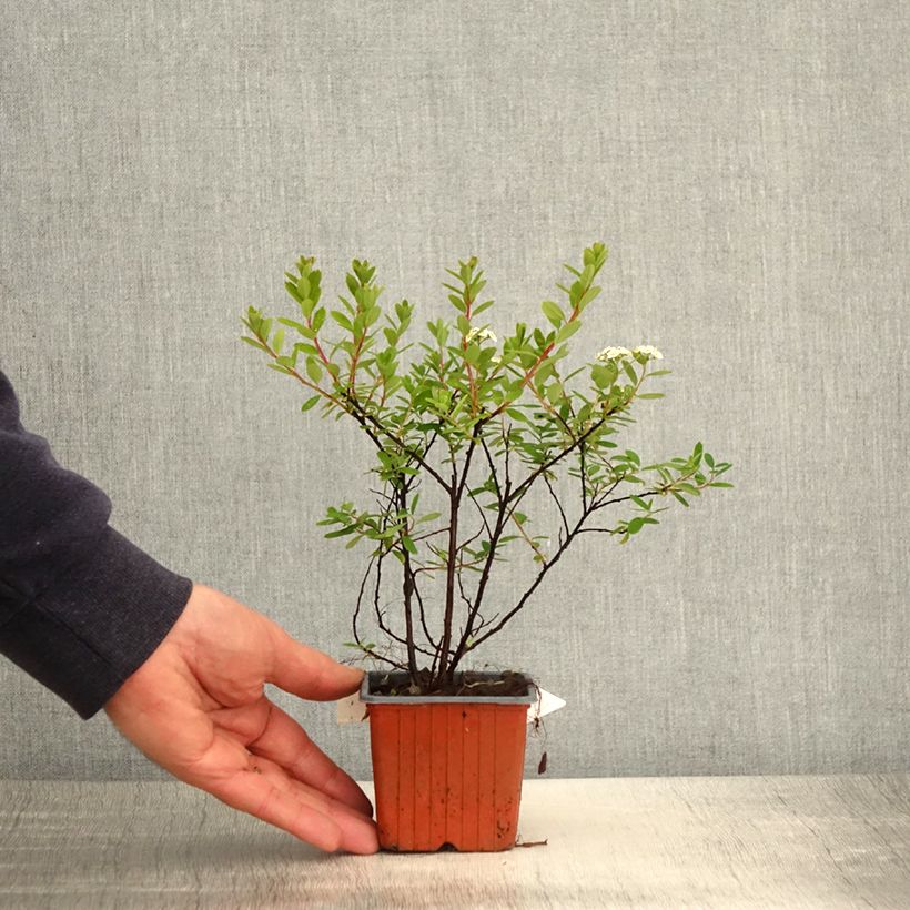 Spirea nipponica Snowmound Vasetto da 8/9 cm esemplare consegnato in primavera