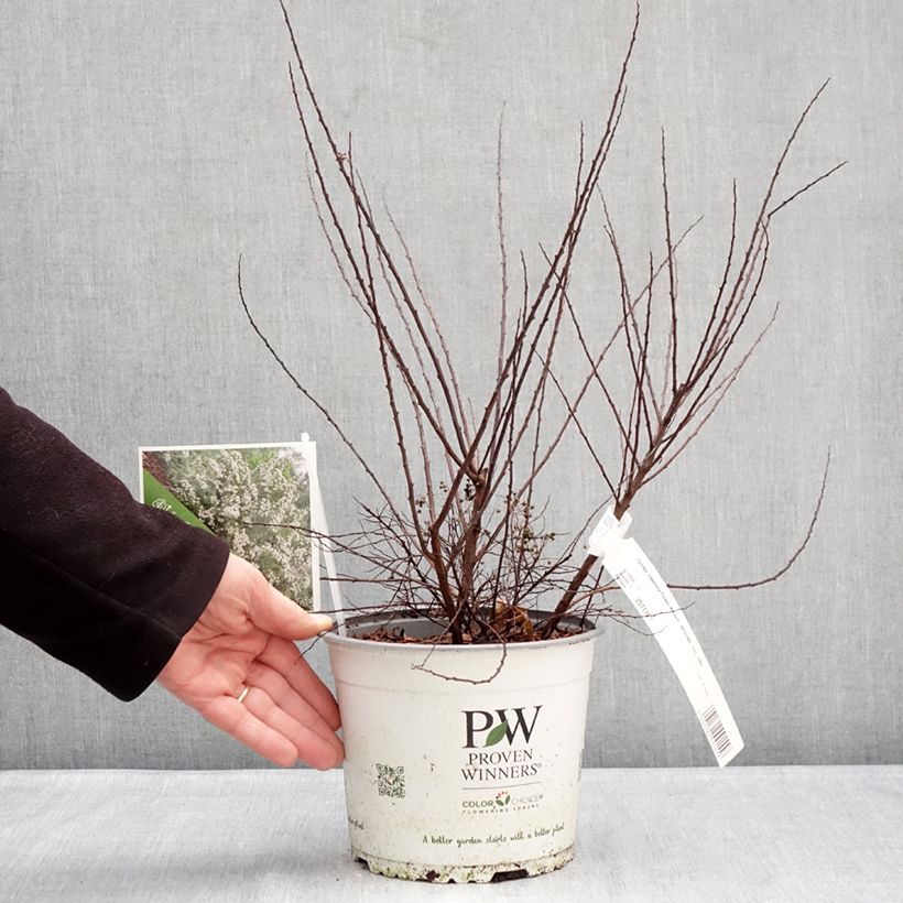 Spiraea nipponica Wedding Cake Vaso da 3L/4L esemplare consegnato in inverno