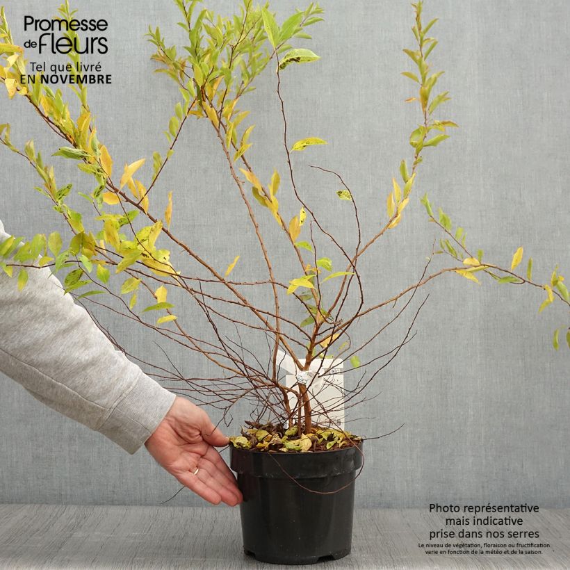 Esemplare di Spirea prunifolia Goldfire Vaso da 3L/4L come consegnato in autunno