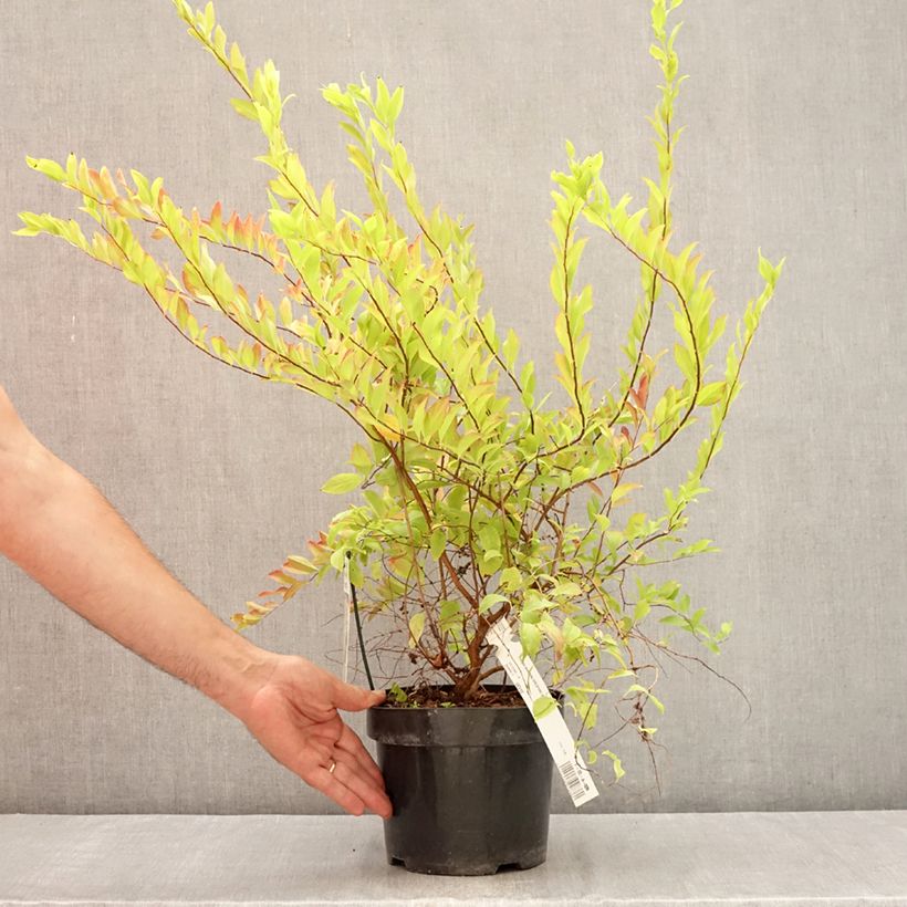 Esemplare di Spirea prunifolia Goldfire Vaso da 3L/4L consegnato in estate