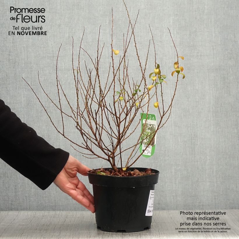 Esemplare di Spirea prunifolia Plena Vaso da 2L/3L come consegnato in autunno