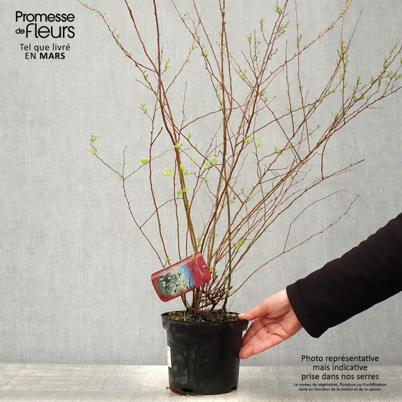 Spirea prunifolia Vaso da 2L/3L esemplare consegnato in primavera