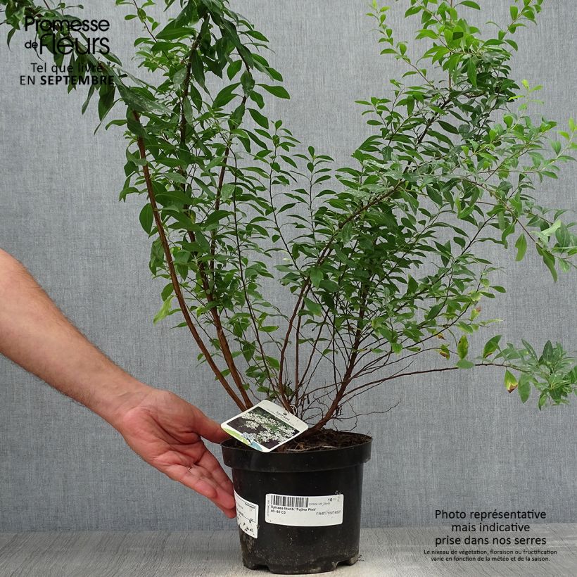 Esemplare di Spirea thunbergii Fujino Pink Vaso da 3L/4L come consegnato in autunno