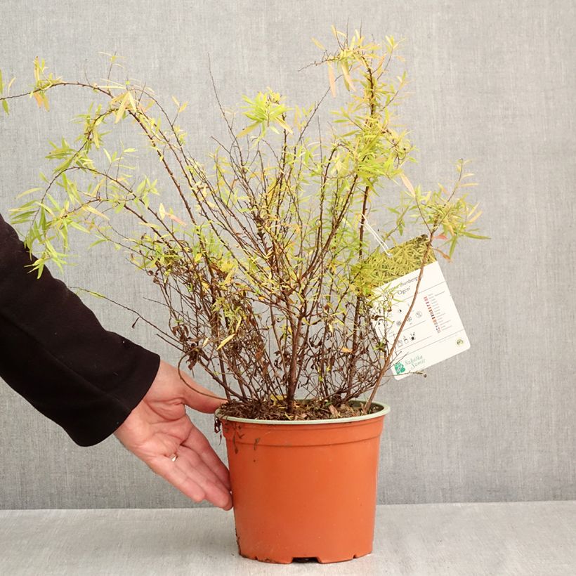 Esemplare di Spiraea thunbergii Ogon Vaso da 3L/4L come consegnato in autunno