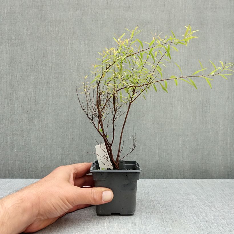 Esemplare di Spirea thunbergii Vasetto da 8/9 cm come consegnato in autunno