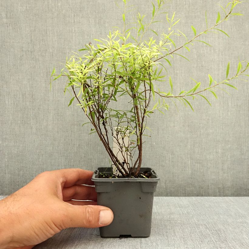 Esemplare di Spirea thunbergii Vasetto da 8/9 cm consegnato in estate
