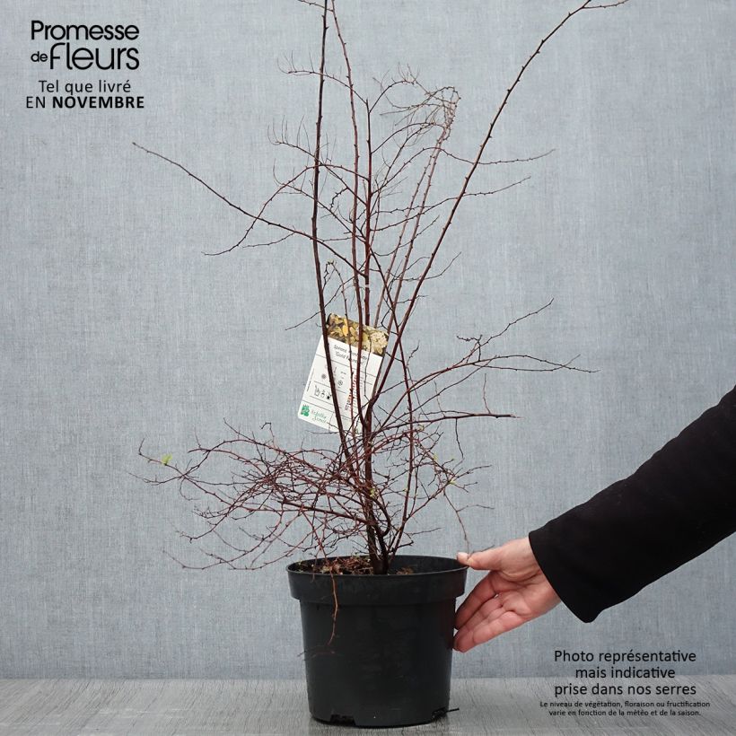Esemplare di Spirea vanhouttei Gold Fountain - Spirea bianca Vaso da 3L/4L come consegnato in autunno