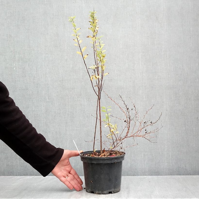 Esemplare di Spirea vanhouttei Pink Ice - Spirea bianca Vaso da 3L/4L come consegnato in autunno