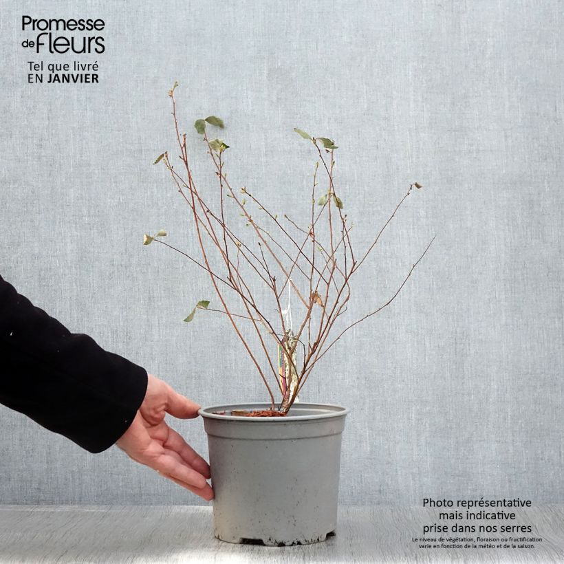 Spirea vanhouttei Pink Ice - Spirea bianca Vaso da 3L/4L esemplare consegnato in inverno