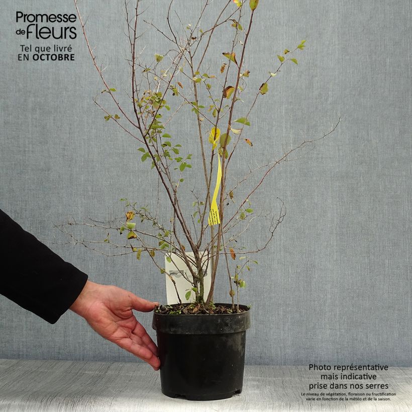Esemplare di Spirea vanhouttei - Spirea bianca Vaso da 2L/3L come consegnato in autunno