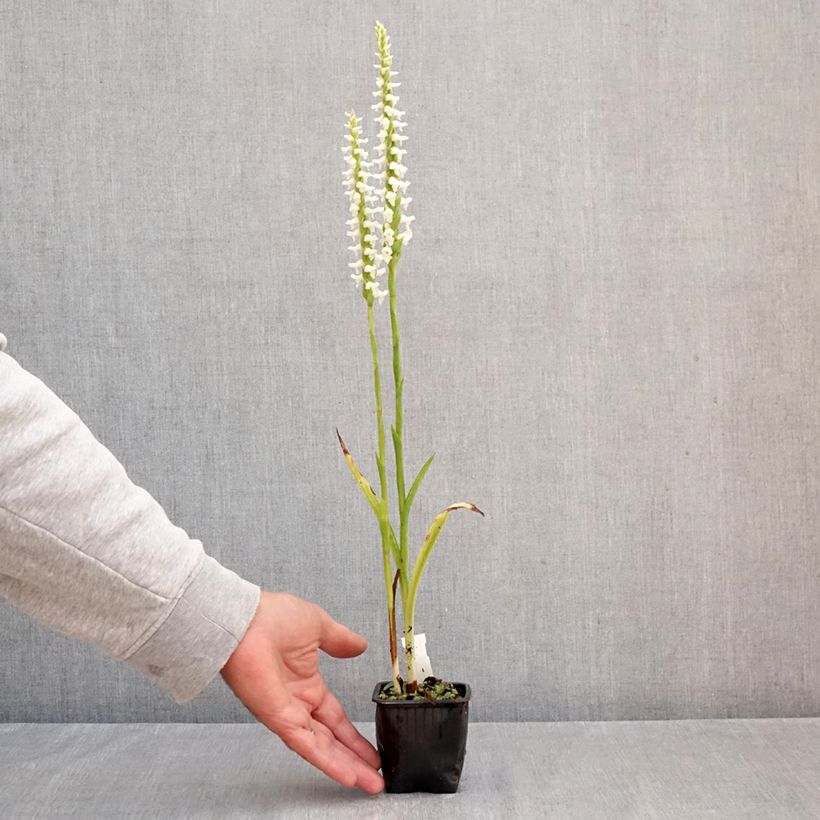 Esemplare di Spiranthes cernua var odorata Chadd's Ford Vasetto da 8/9 cm come consegnato in autunno