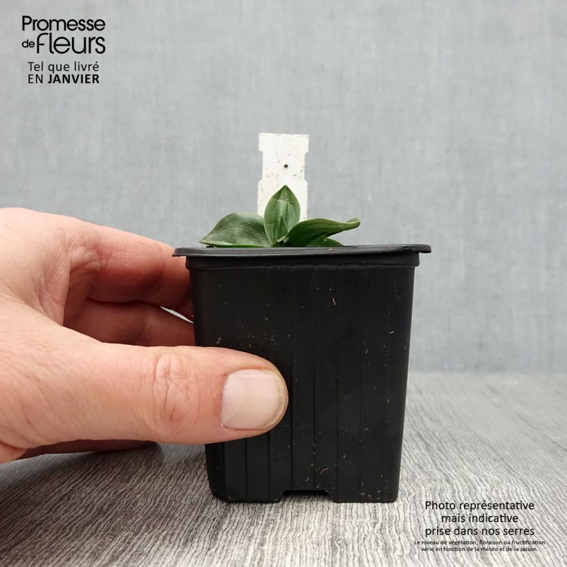 Spiranthes cernua var odorata Chadd's Ford Vasetto da 8/9 cm esemplare consegnato in inverno