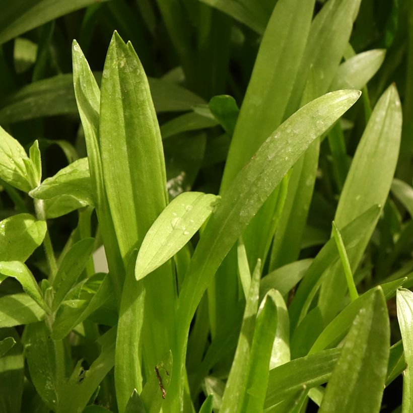 Spiranthes cernua var odorata Chadd's Ford (Fogliame)