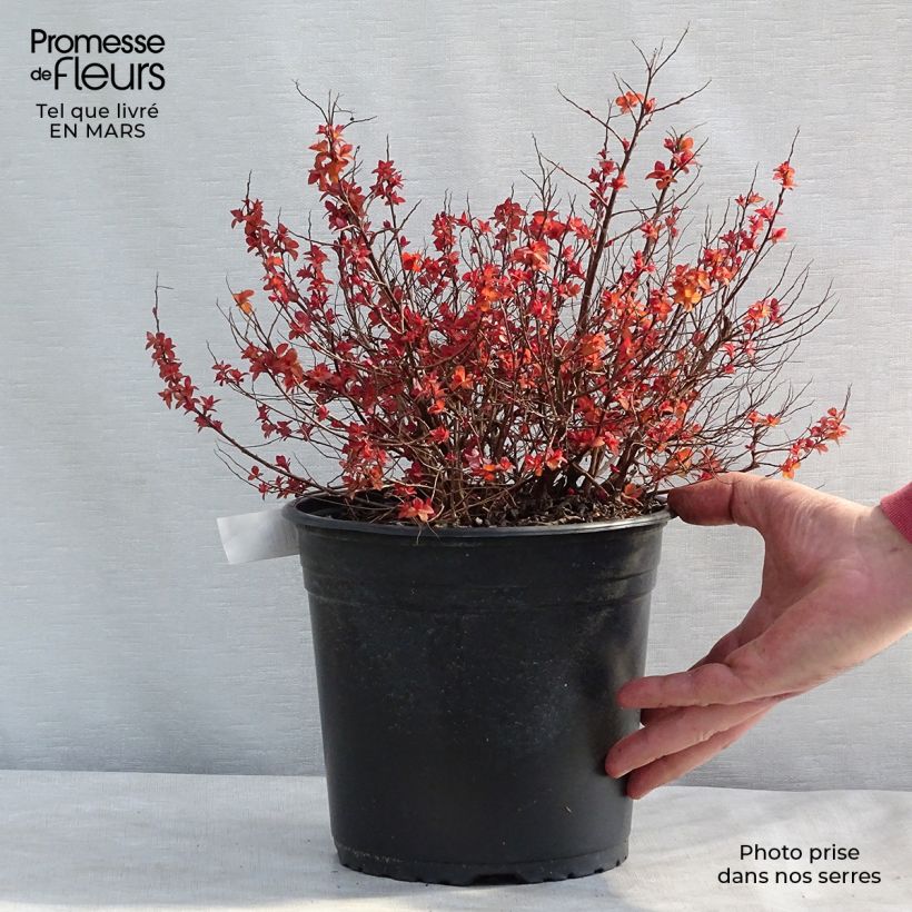 Spirea japonica Zen'Spirit Caramel - Spirea del Giappone Vaso da 3L/4L esemplare consegnato in inverno