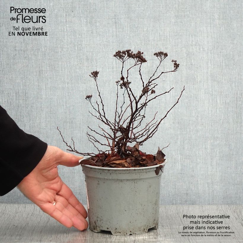 Esemplare di Spirea betulifolia Pink Sparkler Vaso da 2L/3L come consegnato in autunno