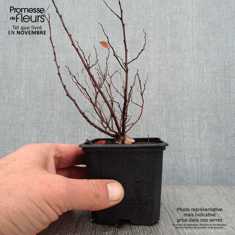 Esemplare di Spirea betulifolia Tor Vasetto da 8/9 cm come consegnato in autunno