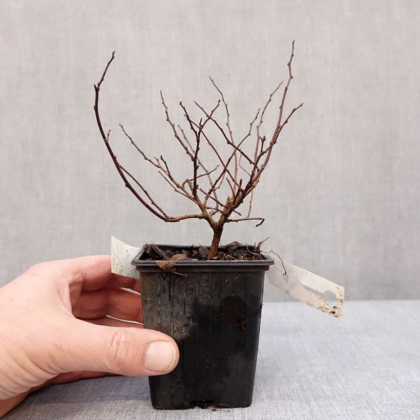 Spirea betulifolia Tor Vasetto da 8/9 cm esemplare consegnato in inverno