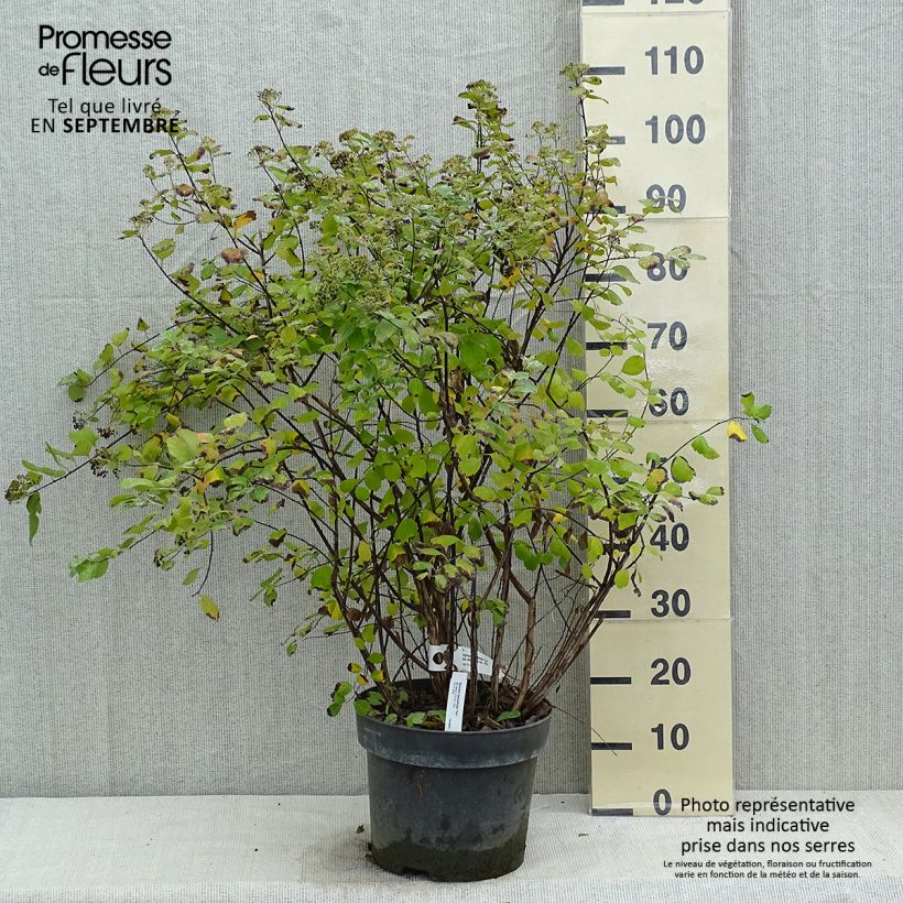 Esemplare di Spirea betulifolia Tor Vaso da 7,5L/10L come consegnato in autunno
