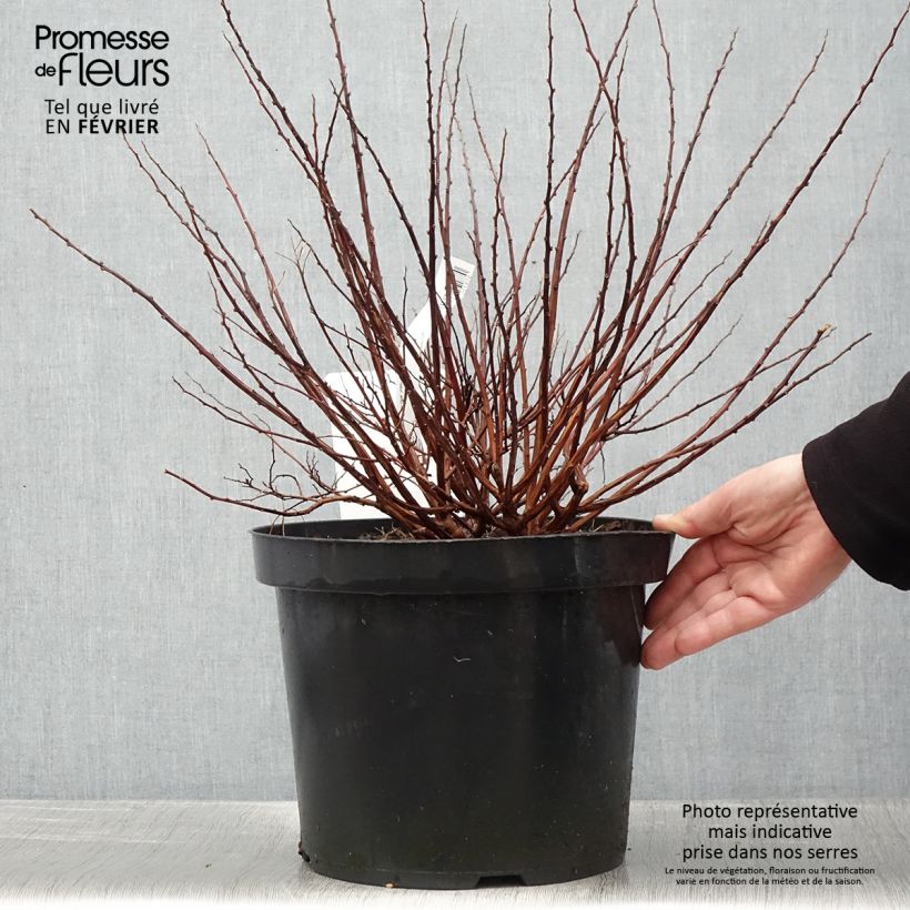 Spirea betulifolia Tor Gold Vaso da 7,5L/10L esemplare consegnato in inverno