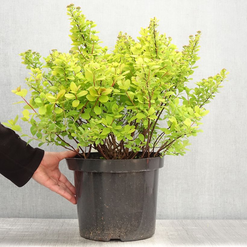 Spirea betulifolia Tor Gold Vaso da 7,5L/10L esemplare consegnato in primavera