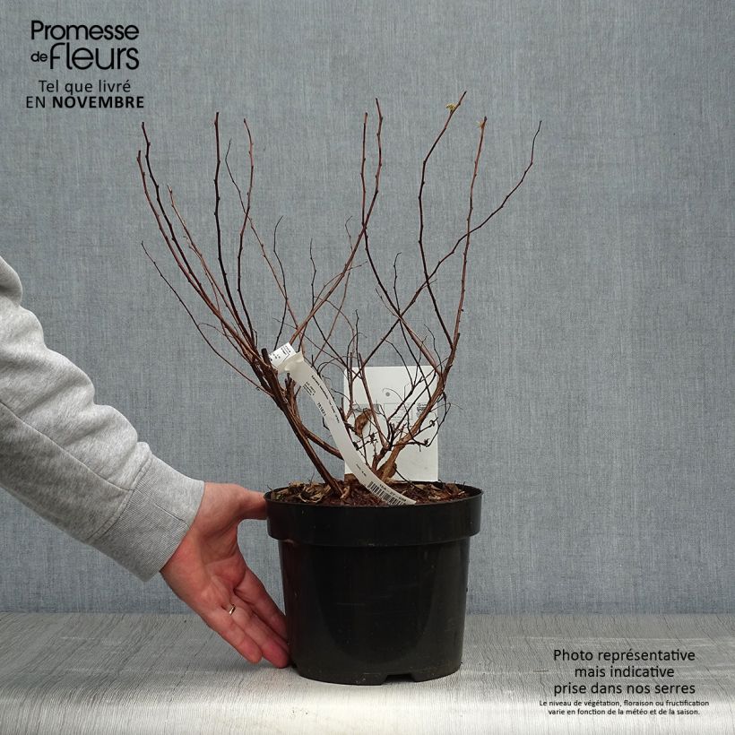Esemplare di Spirea betulifolia Tor Gold Vaso da 3L/4L come consegnato in autunno