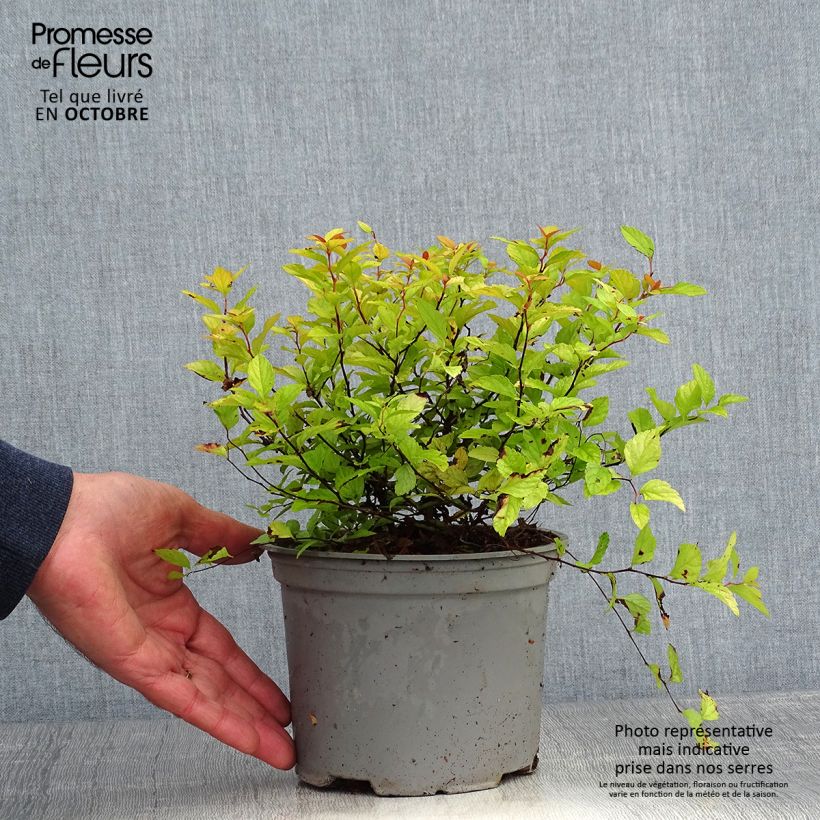 Esemplare di Spirea japonica Candlelight - Spirea del Giappone Vaso da 2L/3L come consegnato in autunno