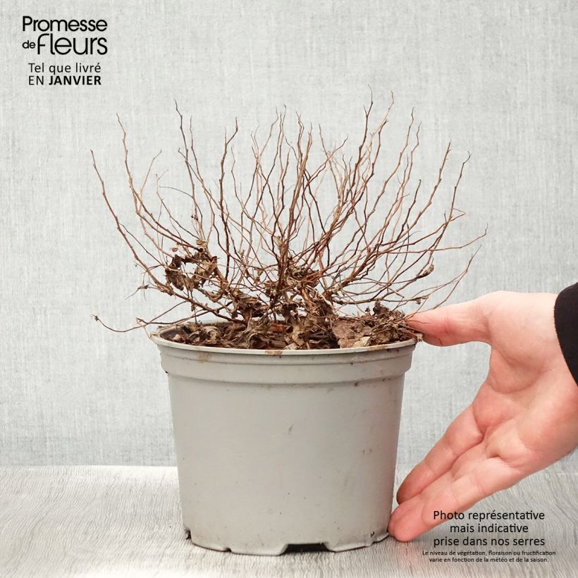 Spirea japonica Candlelight - Spirea del Giappone Vaso da 2L/3L esemplare consegnato in inverno