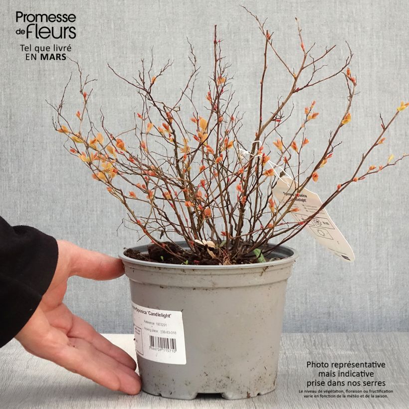 Spirea japonica Candlelight - Spirea del Giappone Vaso da 2L/3L esemplare consegnato in primavera
