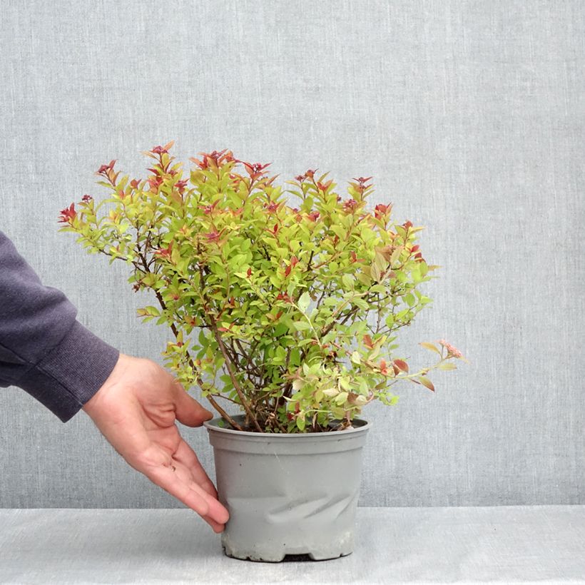 Spirea japonica Merlo Gold - Spirea del Giappone Vaso da 2L/3L esemplare consegnato in primavera